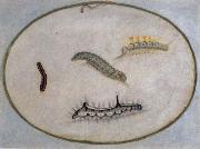 Maria Sibylla Merian Caterpillars Sweden oil painting artist